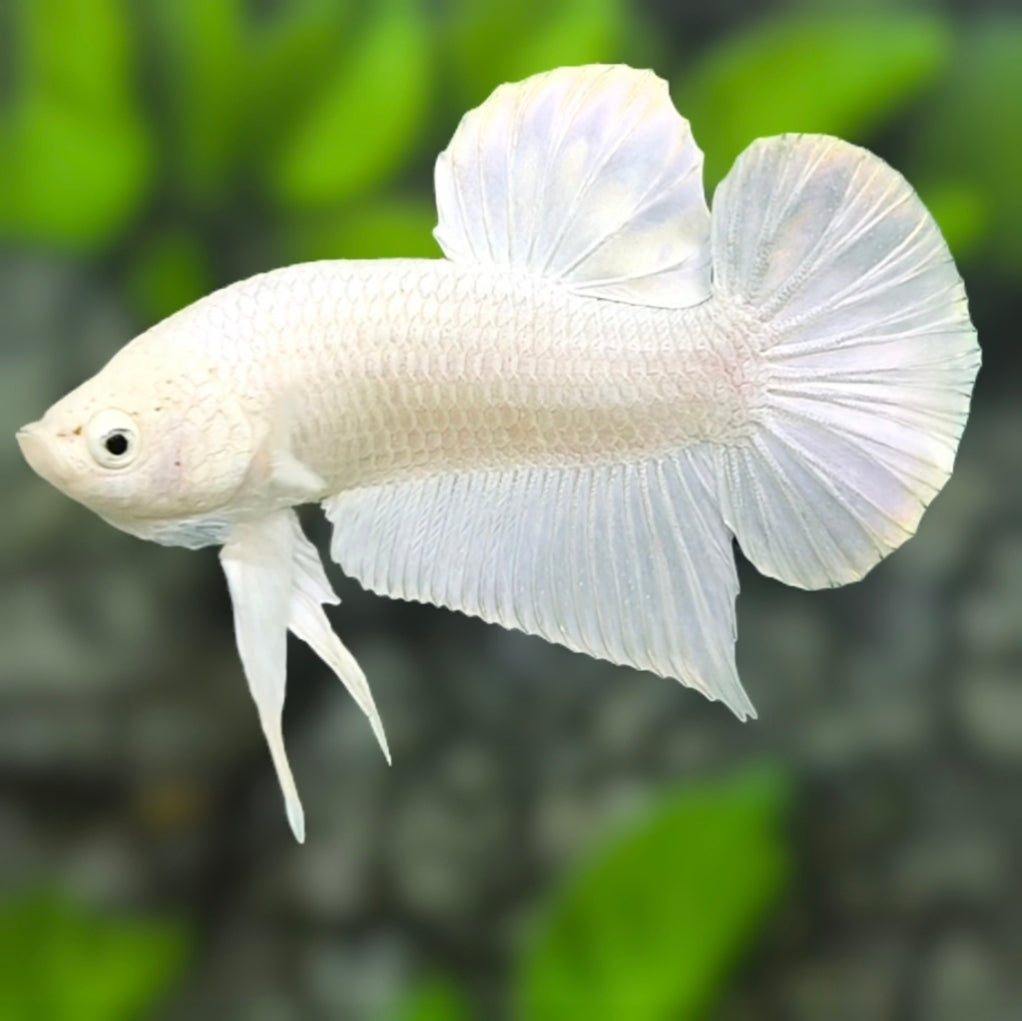 Solid White Platinum HMPK Betta Fish Male