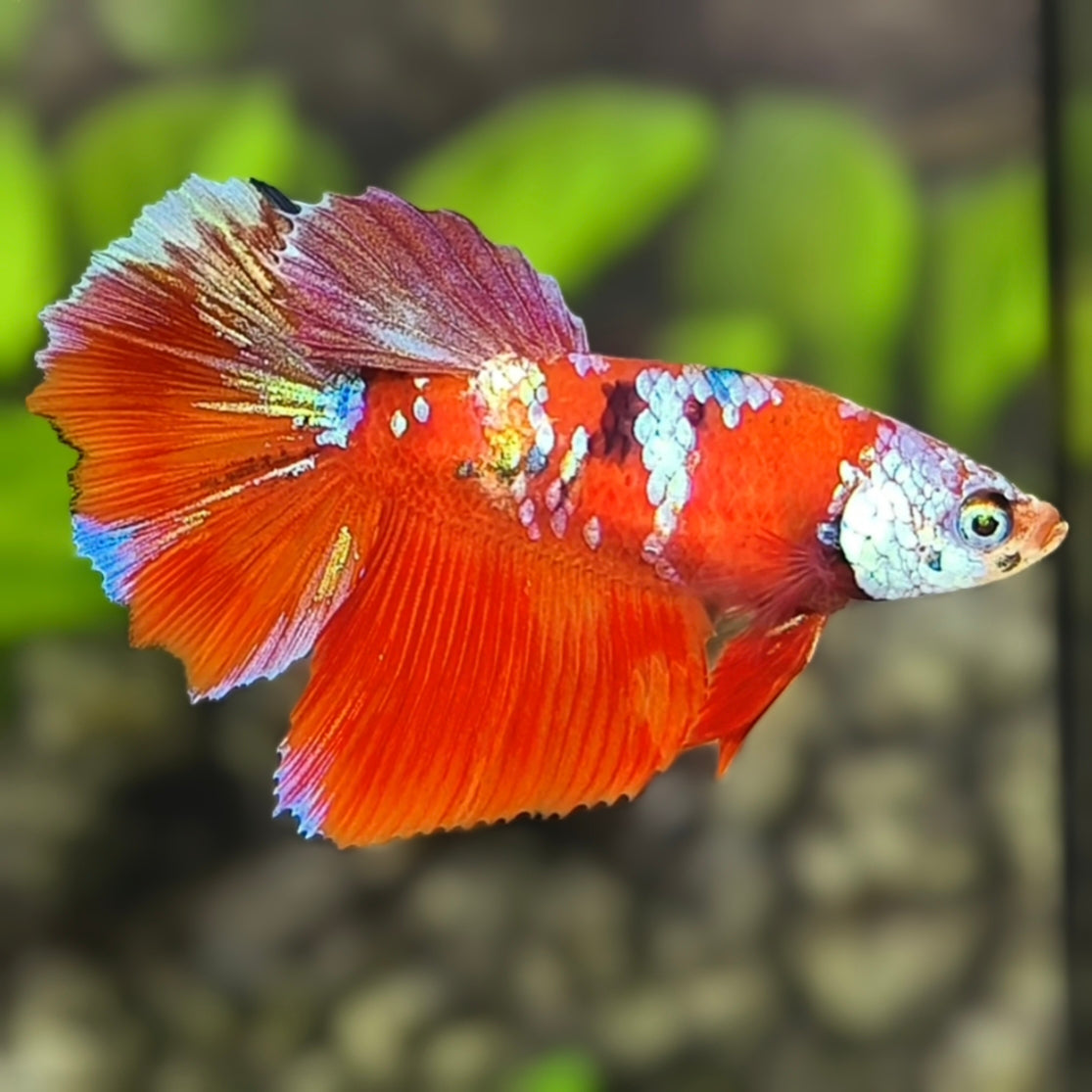 Red Koi Galaxy Halfmoon Betta Fish Female For Sorority / Breed
