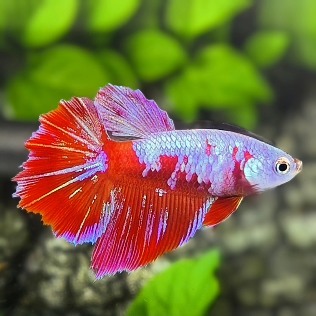 Red Pink Galaxy Halfmoon Betta Fish Female For Sorority / Breed
