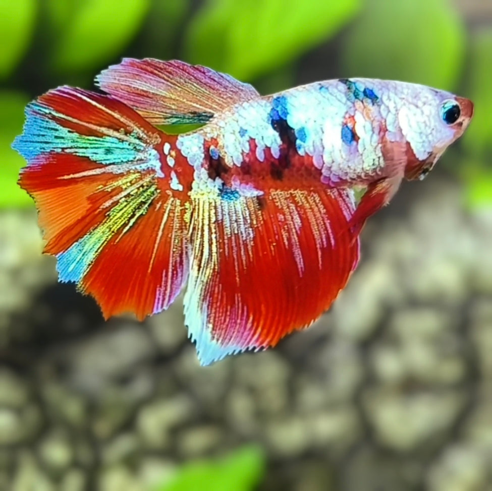 Multicolor Galaxy Halfmoon Betta Fish Female For Sorority / Breed