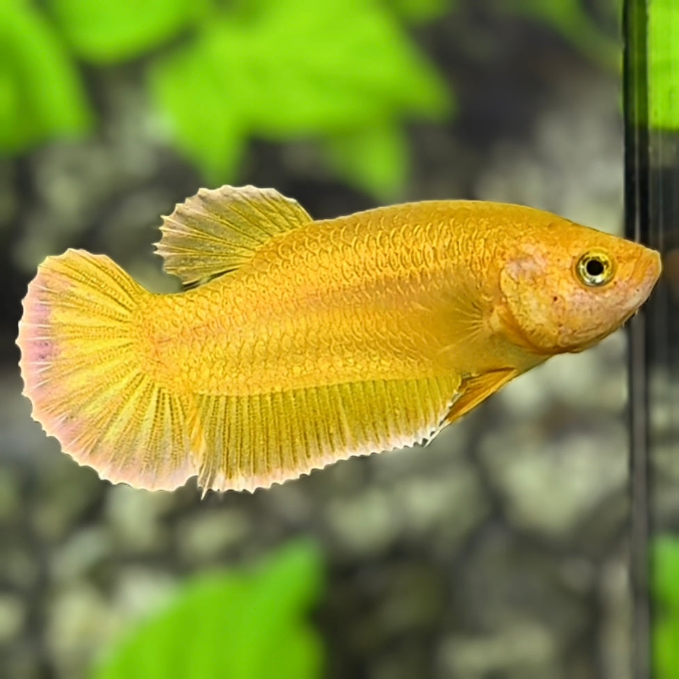 Solid Super Gold 24K HMPK Betta Fish Female For Sorority / Breed
