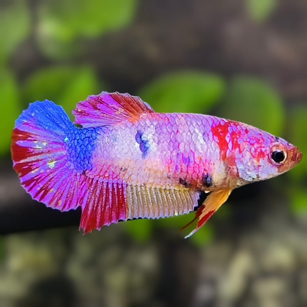 Multicolor Pink Candy HMPK Betta Fish Female For Sorority / Breed