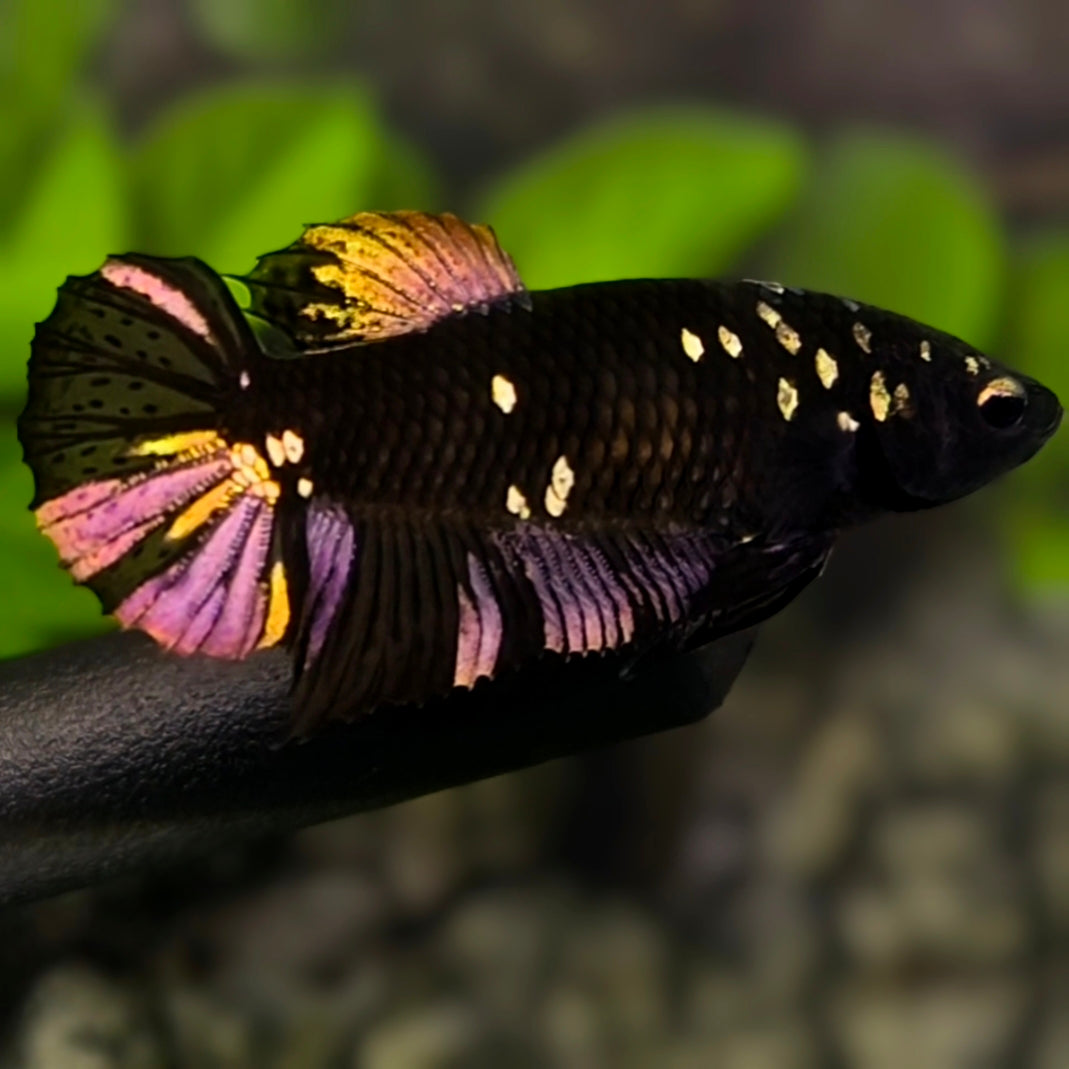 Avatar Blackstar Copper Gold HMPK Betta Fish Female For Sorority / Breed