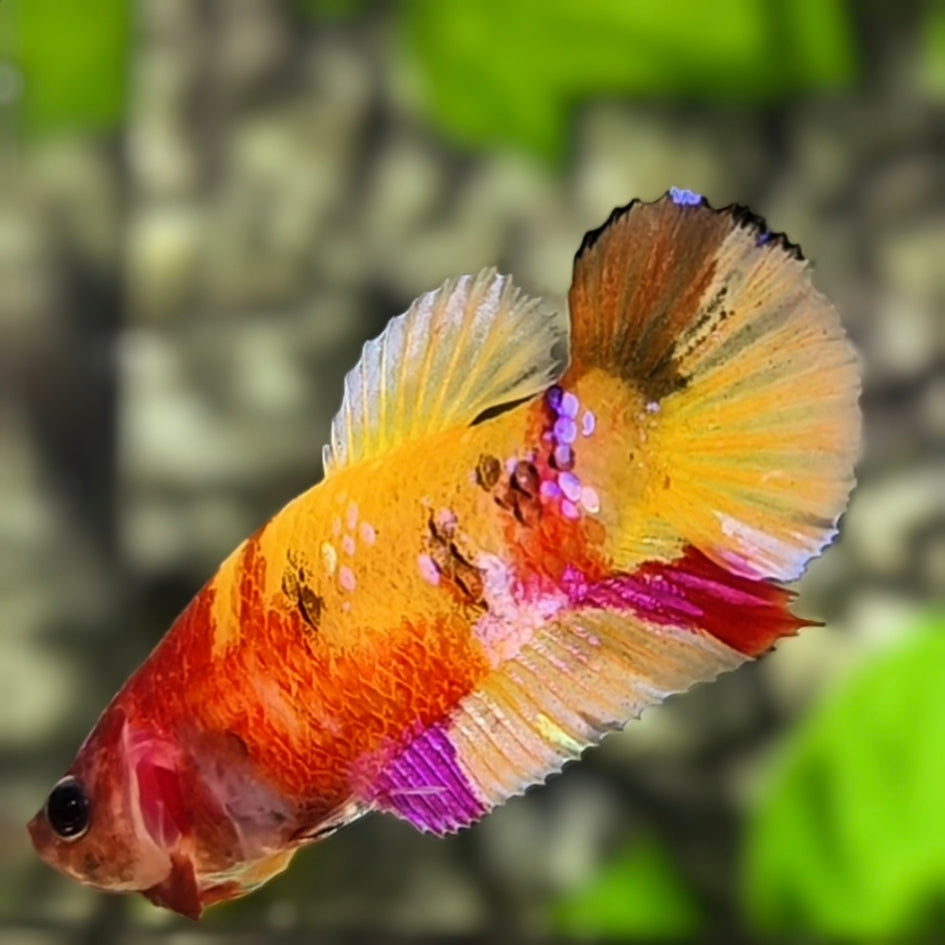 Multicolor Yellowbase Koi HMPK Betta Fish Female For Sorority / Breed