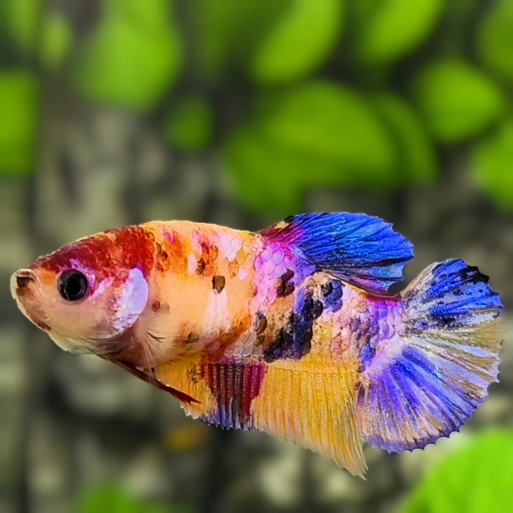 Multicolor Yellowbase Galaxy HMPK Betta Fish Female For Sorority / Breed