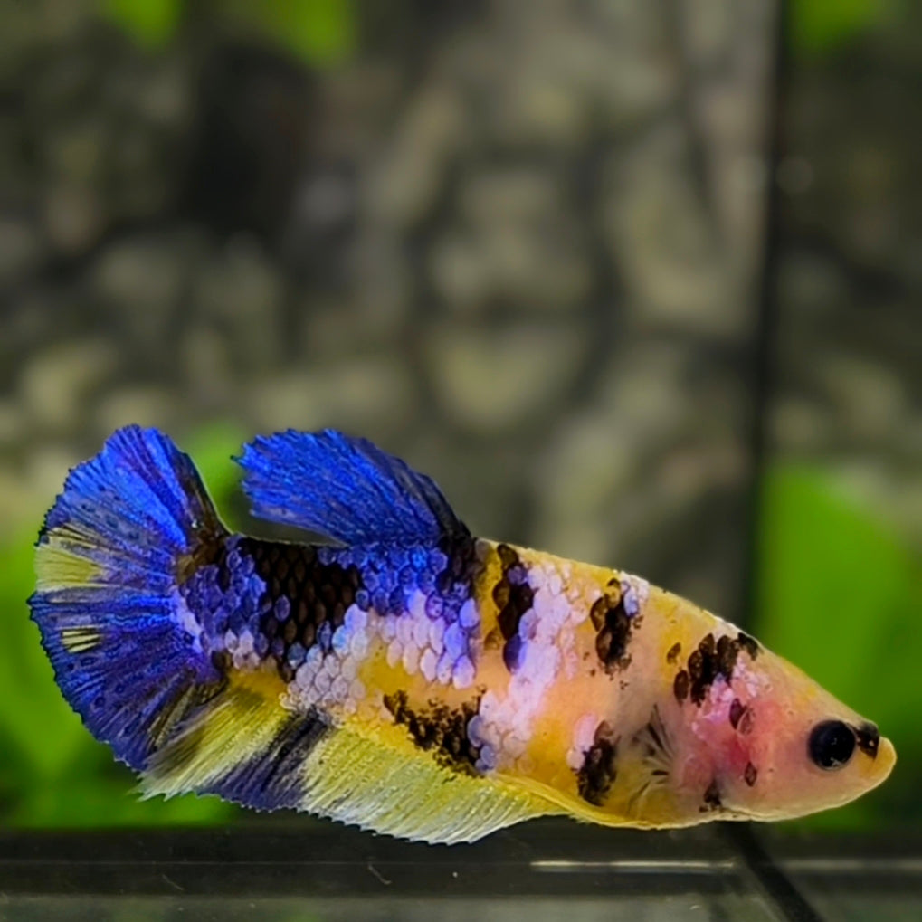 Yellow Koi Tiger Galaxy HMPK Betta Fish Female For Sorority / Breed #YKG