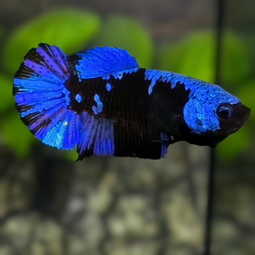 Avatar Super Blue Blackstar HMPK Betta Fish Female For Sorority / Breed
