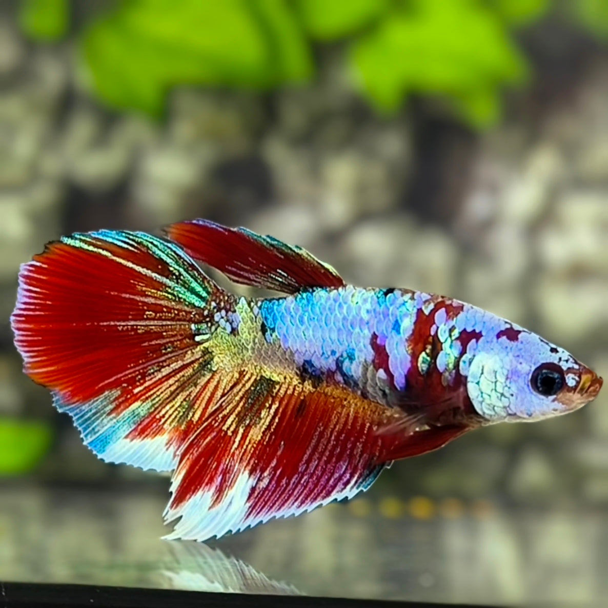 Multicolor Halfmoon Betta Fish Female For Sorority / Breed
