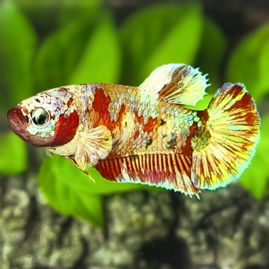 Red Barongsai HMPK Betta Fish Female For Sorority / Breed