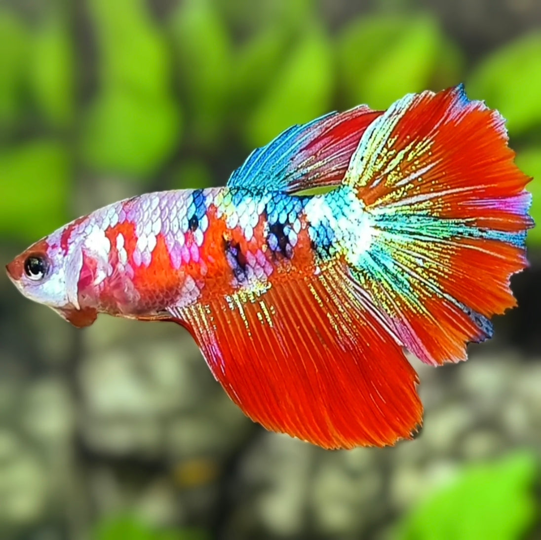 Multicolor Red Galaxy Halfmoon Betta Fish Female For Sorority / Breed