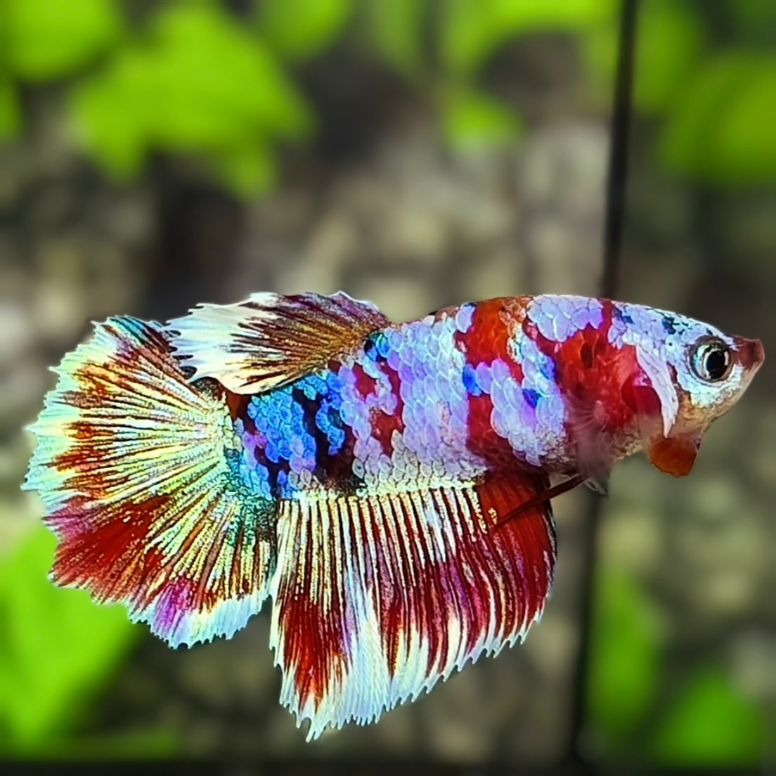 Red Barongsai Halfmoon Betta Fish Female For Sorority / Breed