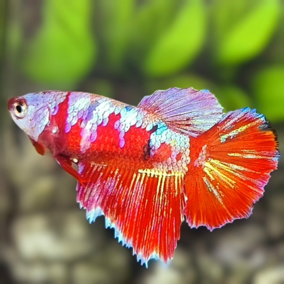 Red Pink Galaxy Halfmoon Betta Fish Female For Sorority / Breed