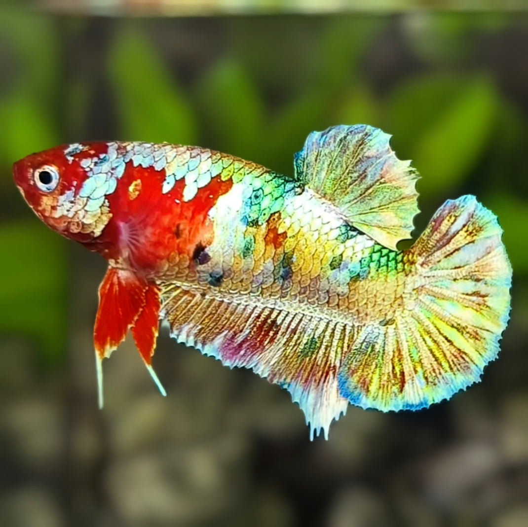 Red Barongsai HMPK Betta Fish Female For Sorority / Breed