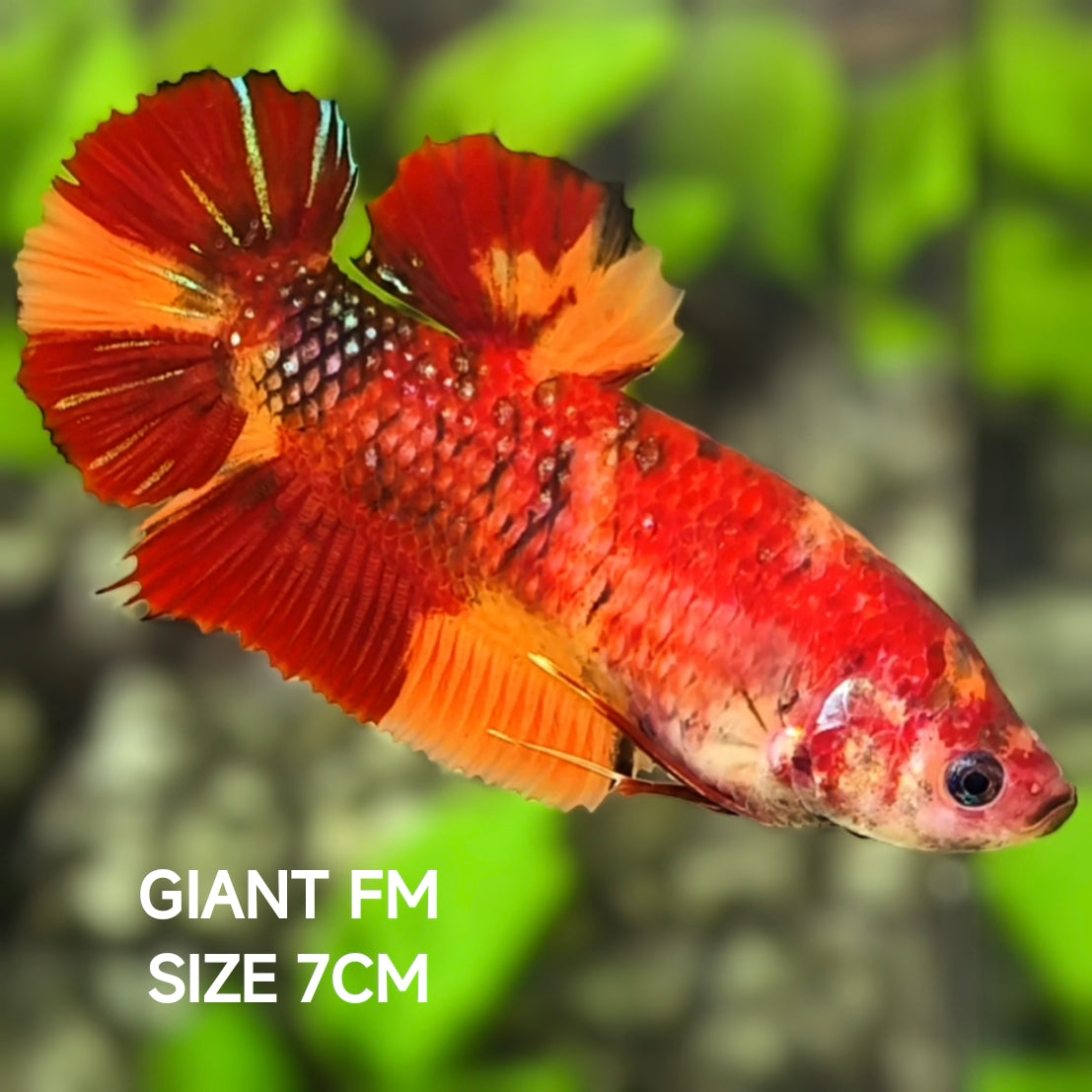 Nemo Koi JUMBO GIANT HMPK Betta Fish Female