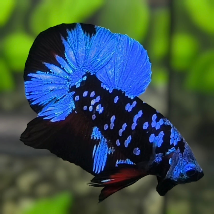 Avatar Blackstar Blue HMPK Betta Fish Male