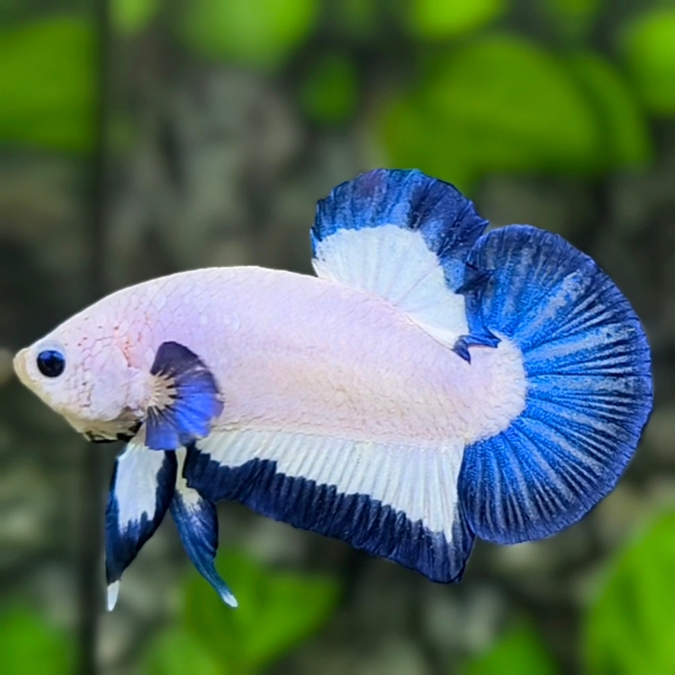Blue Rim HMPK Betta Fish Male