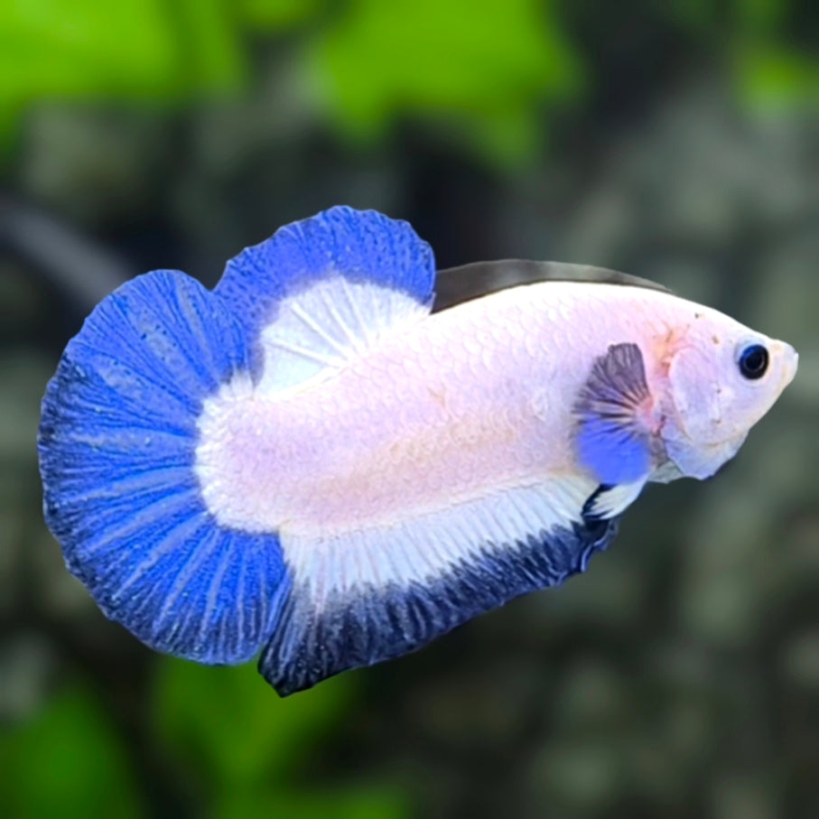 Blue Rim HMPK Betta Fish Male