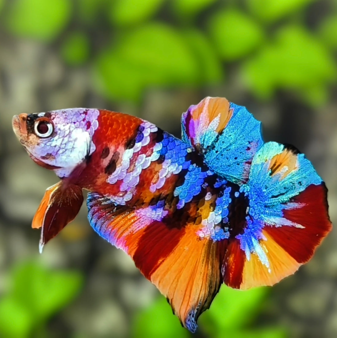 Multicolor Galaxy HMPK Betta Fish Male