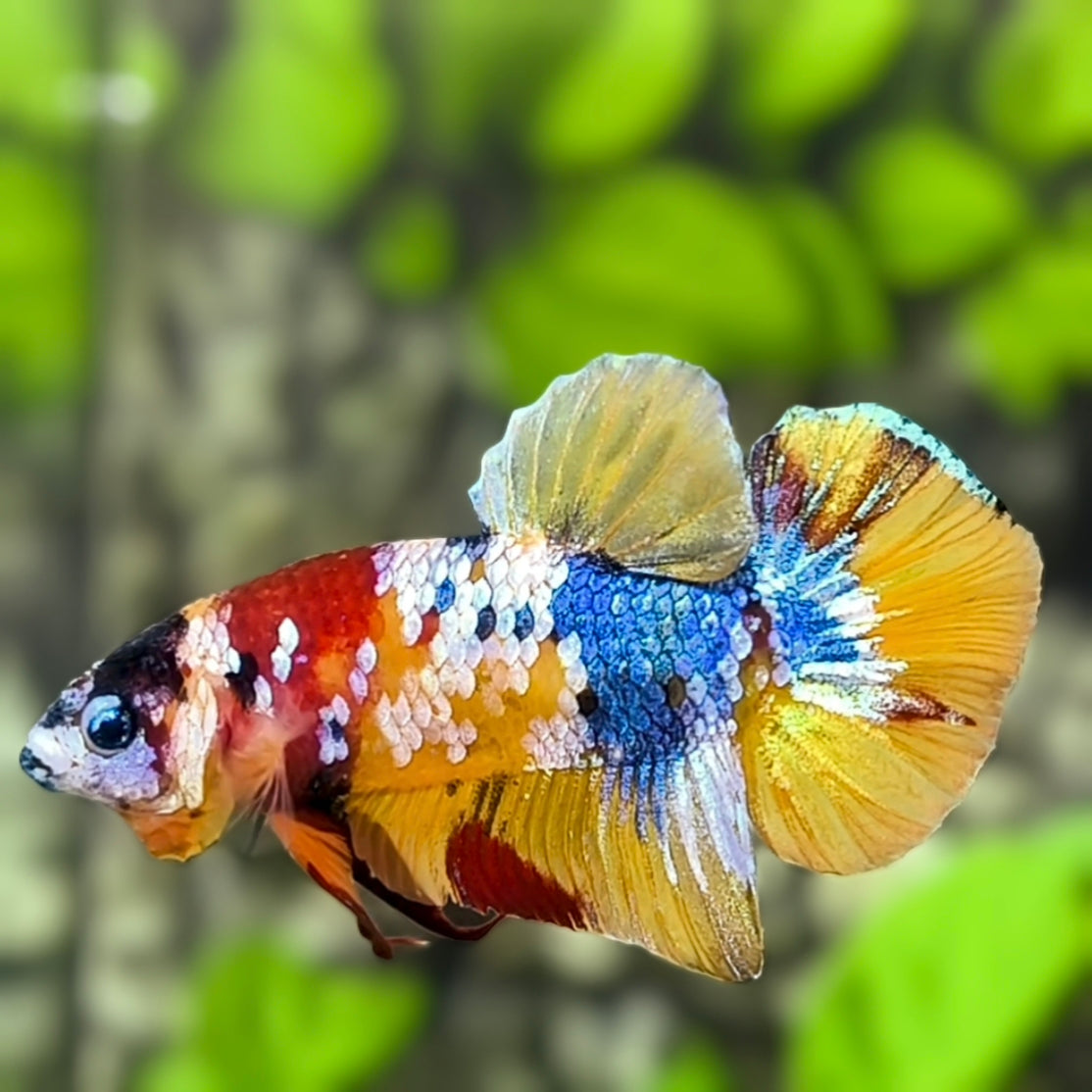 Yellowbase Multicolor Galaxy HMPK Betta Fish Male – Zaga Farm