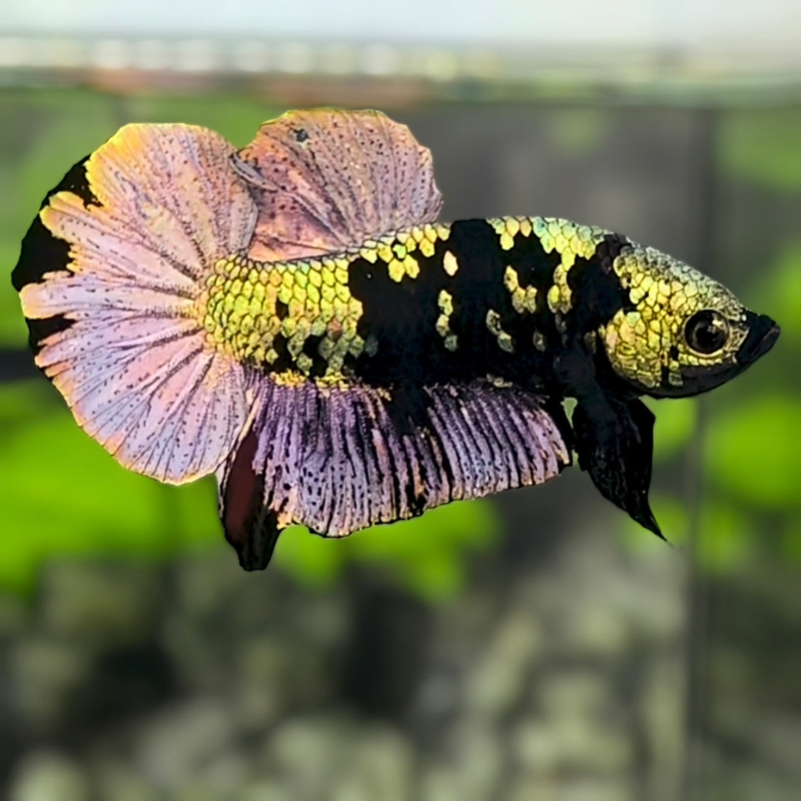 Avatar Copper Purple Gold HMPK Betta Fish Male