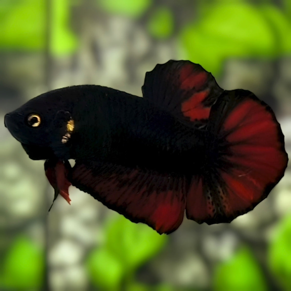 Black Light Red Vampire HMPK Betta Fish Male