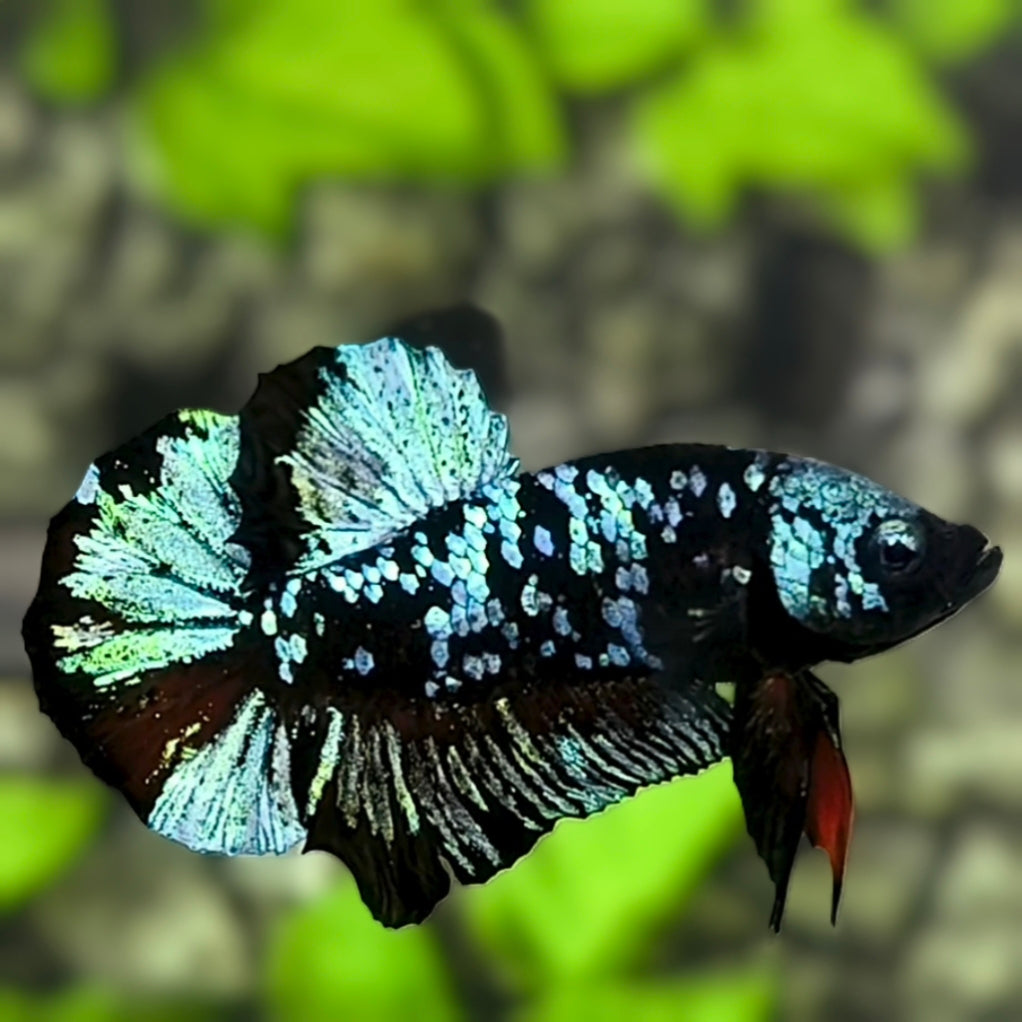 Avatar Blackstar Turquoise HMPK Betta Fish Male