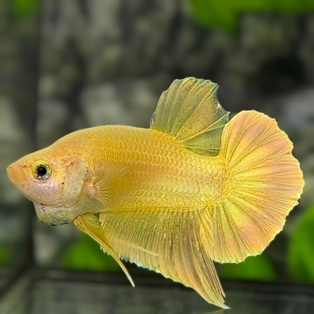 Solid Super Gold 24K HMPK Betta Fish Male