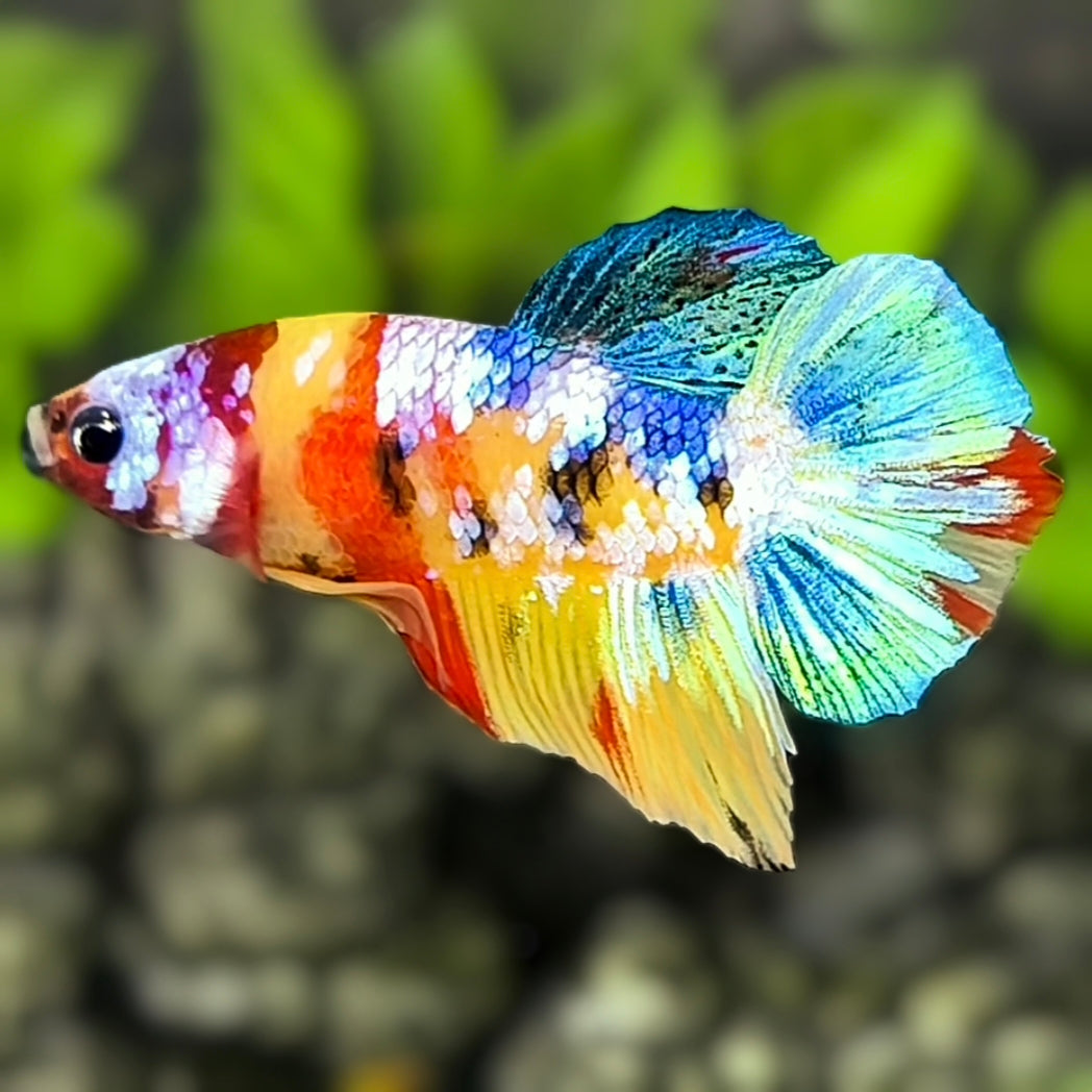 Yellowbase Multicolor Galaxy HMPK Betta Fish Male