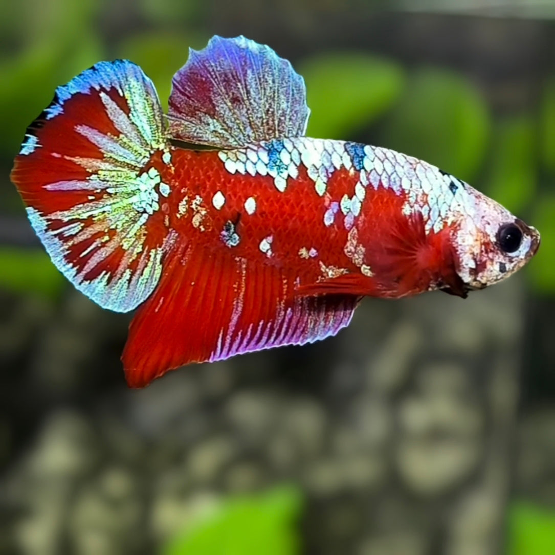 Red Galaxy HMPK Betta Fish Male