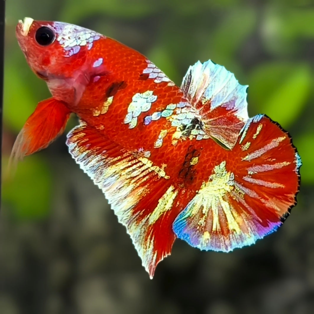 Red Barongsai Galaxy HMPK Betta Fish Male