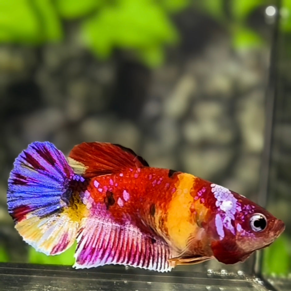 Multicolor Candy Galaxy HMPK Betta Fish Female For Sorority / Breed