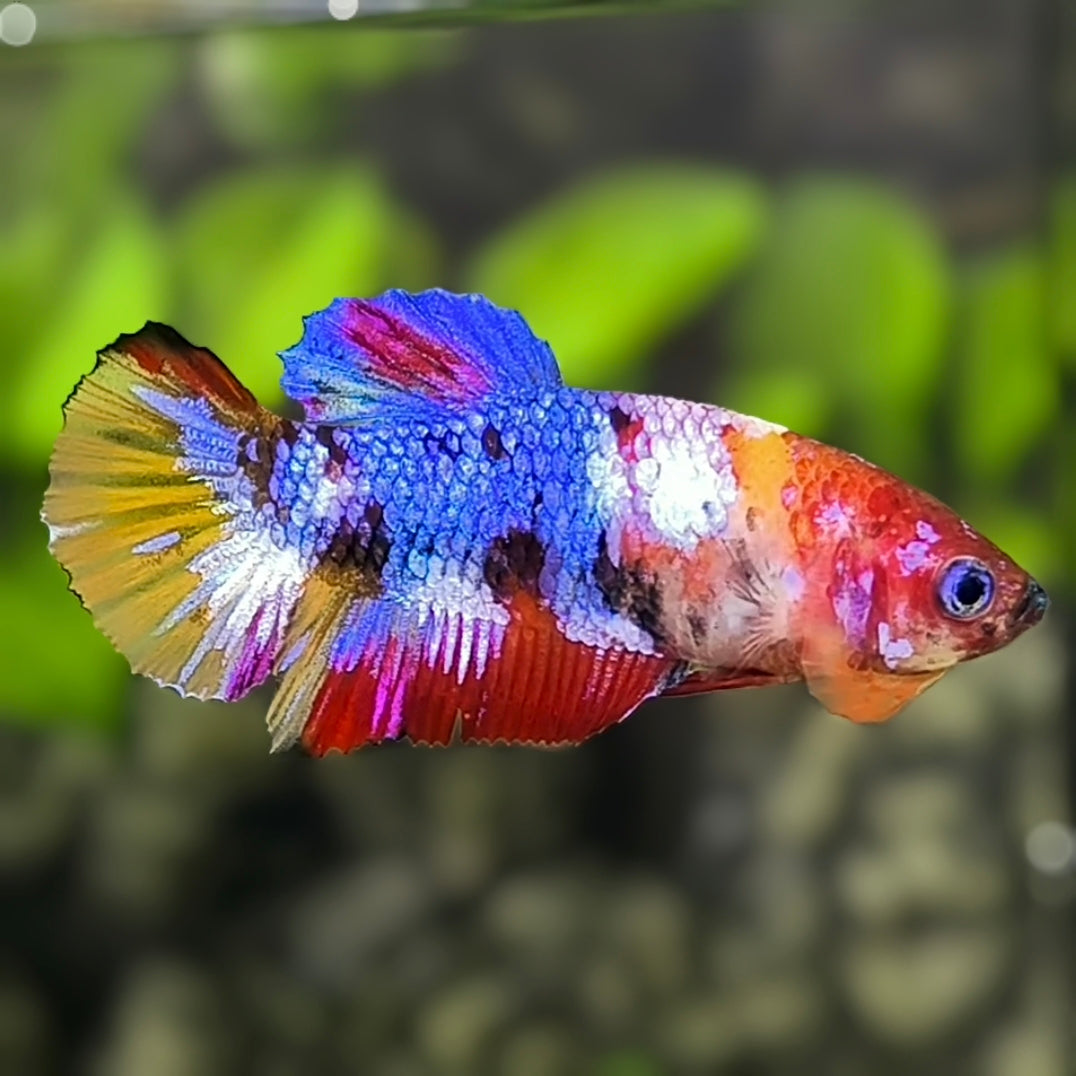 Multicolor Galaxy HMPK Betta Fish Female For Sorority / Breed