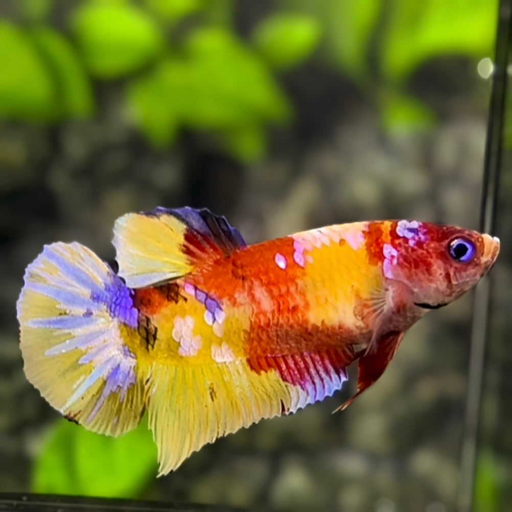 Yellowbase Koi Candy Galaxy HMPK Betta Fish Female For Sorority / Breed