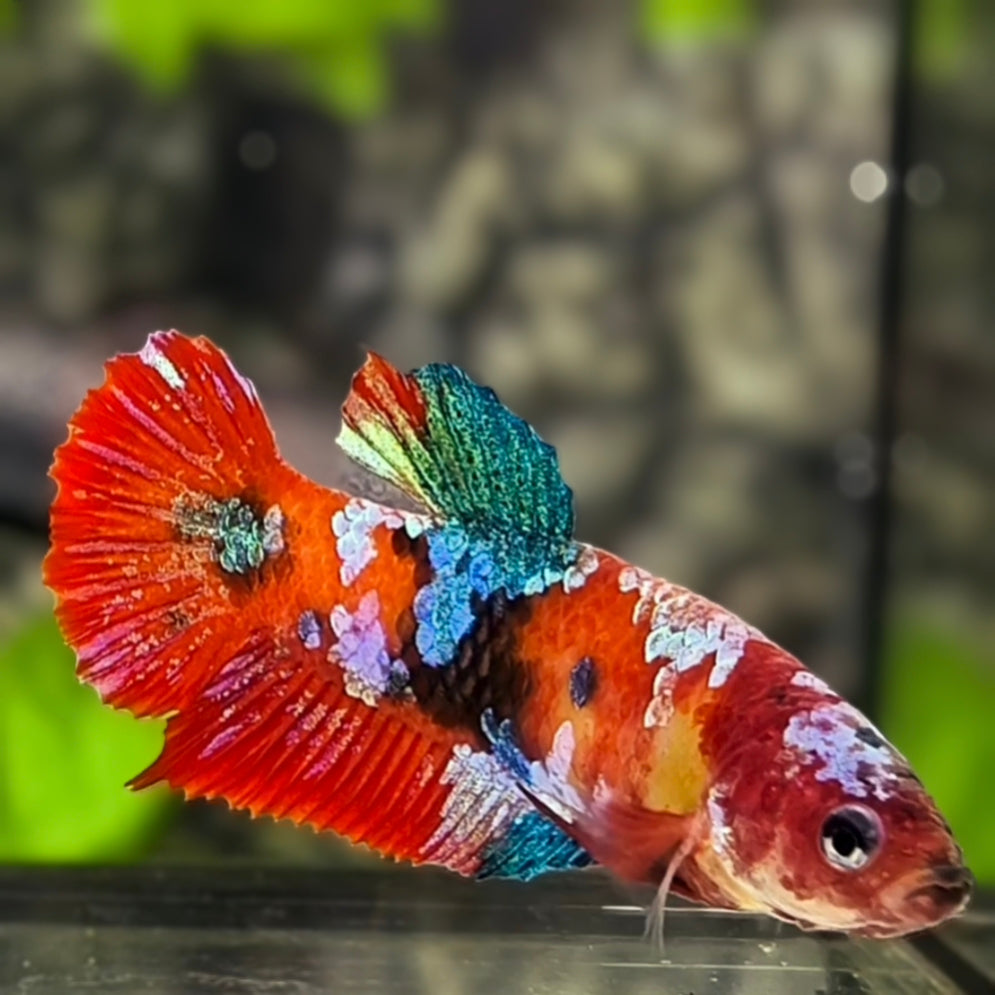 Red Koi Galaxy HMPK Betta Fish Female For Sorority / Breed