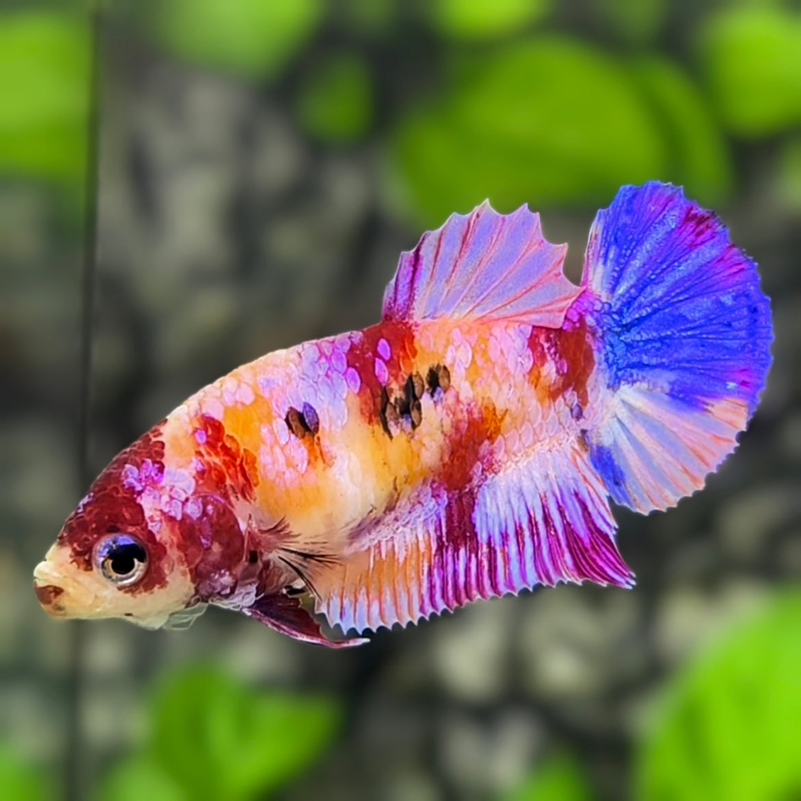 Multicolor Pink Candy Galaxy HMPK Betta Fish Female For Sorority / Breed