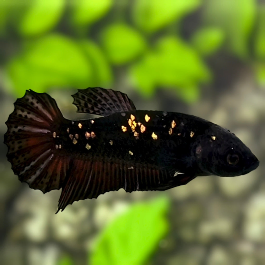 Avatar Blackstar Copper Gold HMPK Betta Fish Female For Sorority / Breed