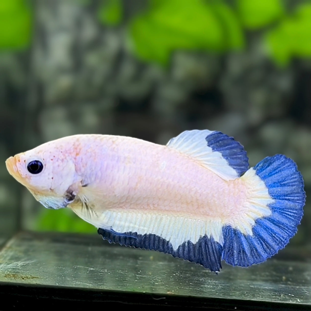 Blue Rim Butterfly HMPK Betta Fish Female For Sorority / Breed