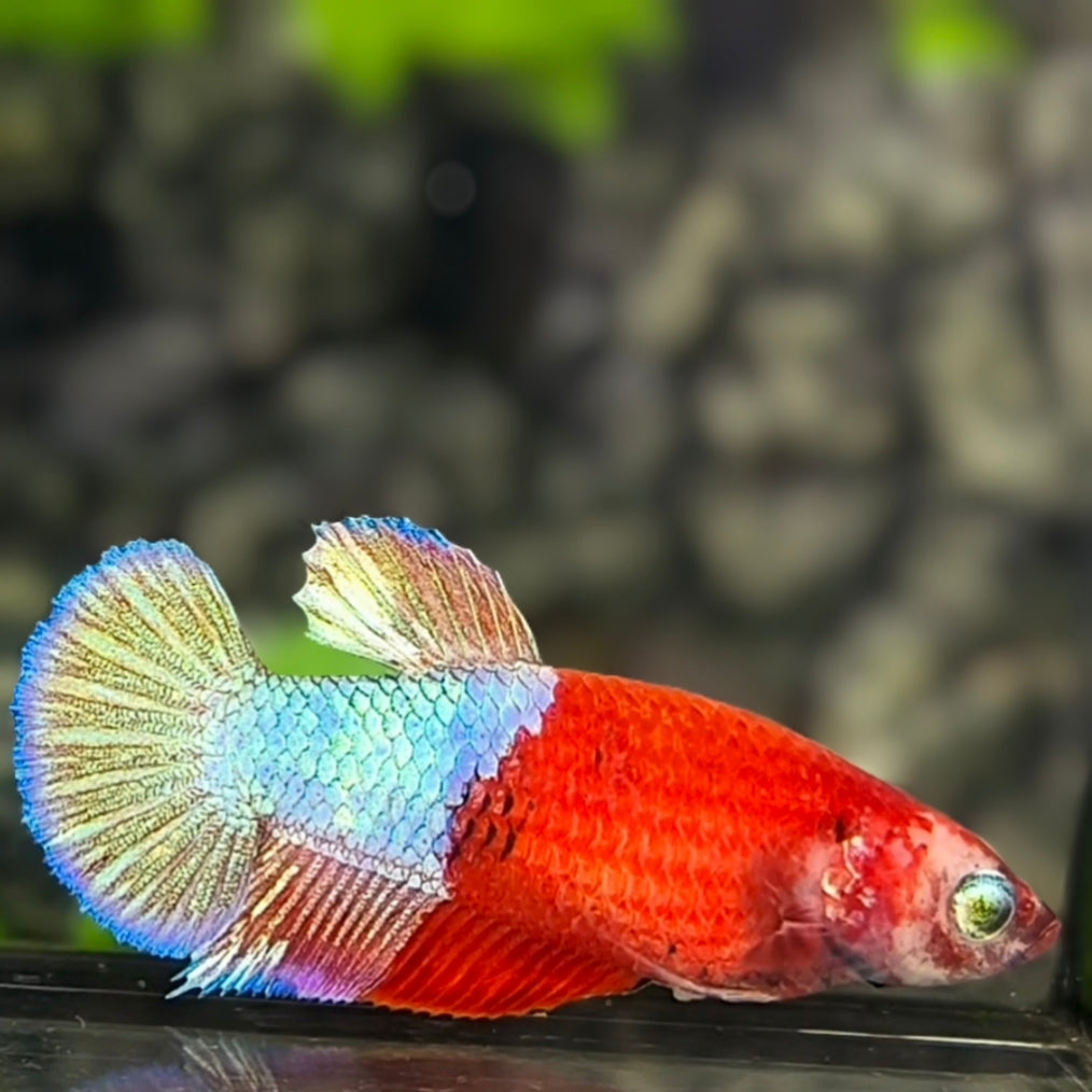 Half Red Fancy HMPK Betta Fish Female For Sorority / Breed