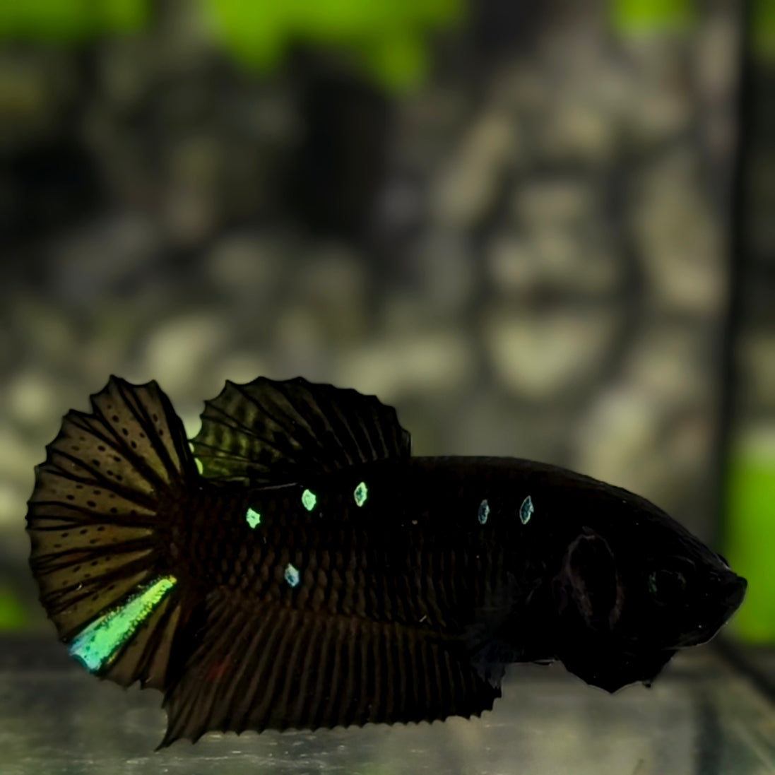 Blackstar Green HMPK Betta Fish Female For Sorority / Breed