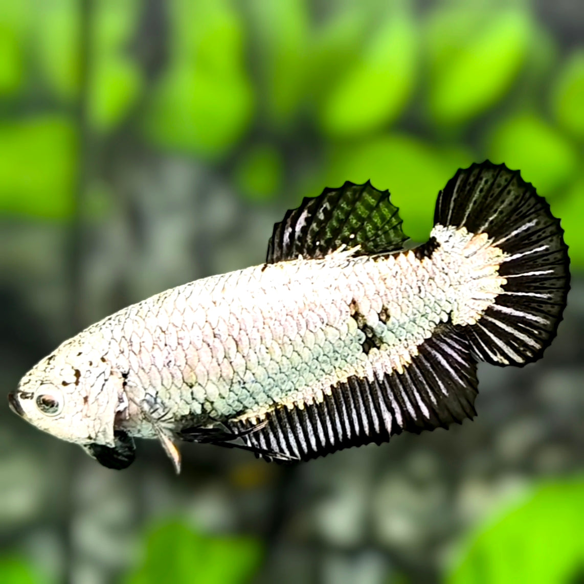 Fullmasked Black Dragon HMPK Betta Fish Female For Sorority / Breed