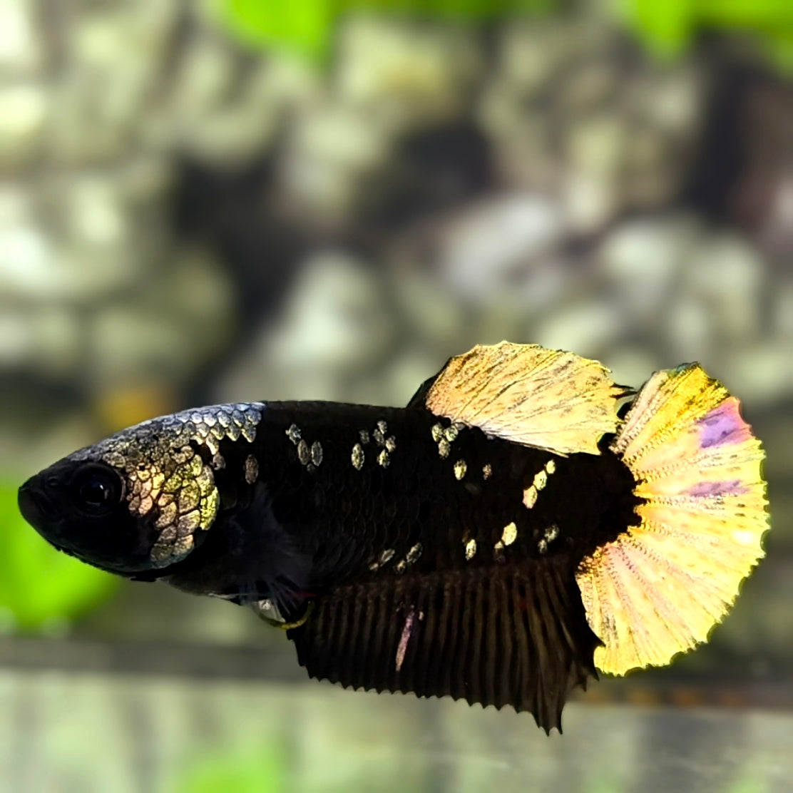 Avatar Blackstar Copper Gold HMPK Betta Fish Female For Sorority / Breed