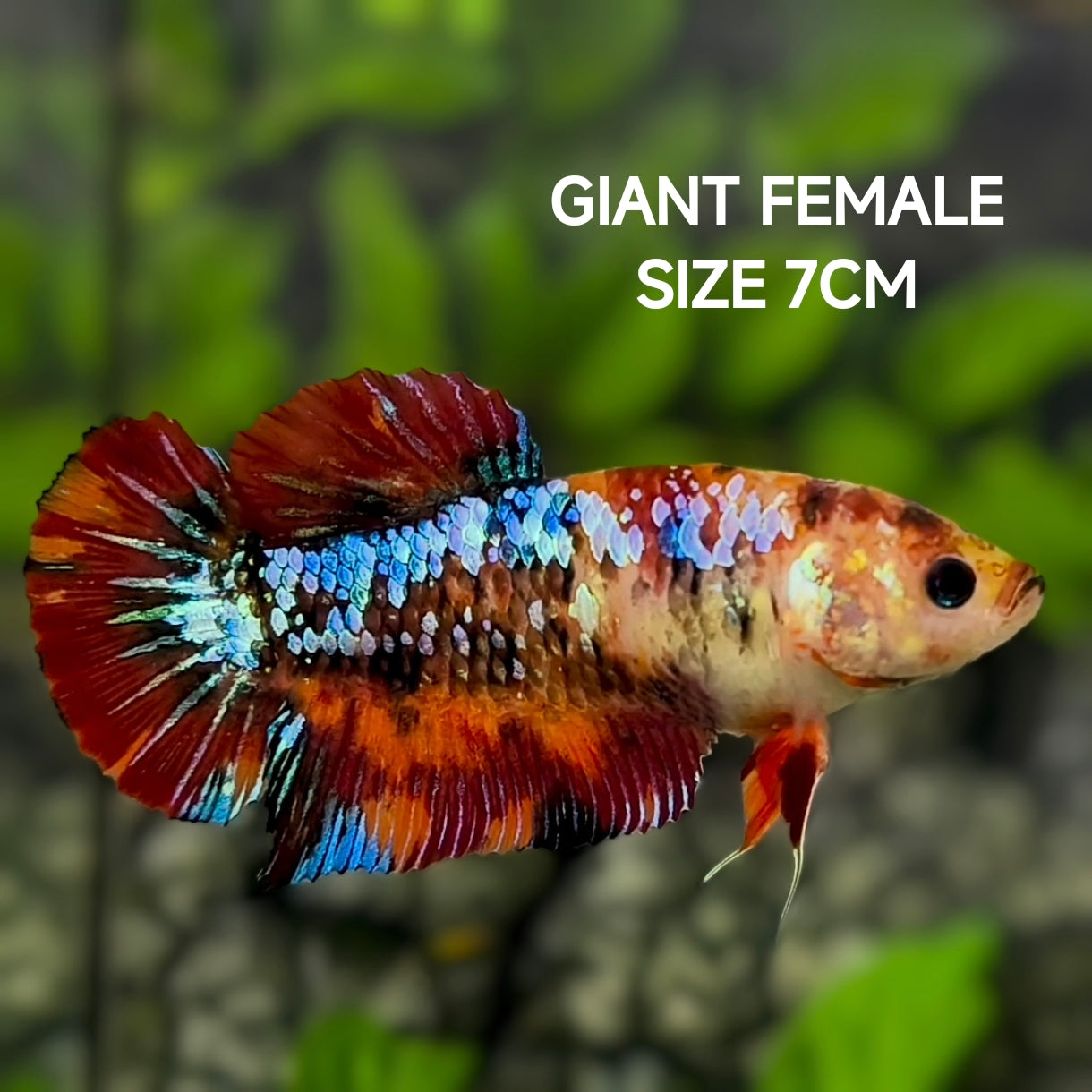 Multicolor Galaxy JUMBO GIANT HMPK Betta Fish Female