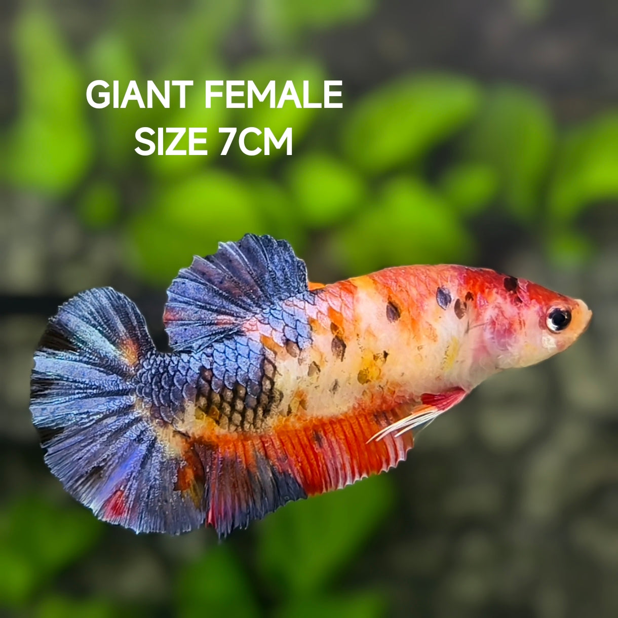 Multicolor JUMBO GIANT HMPK Betta Fish Female