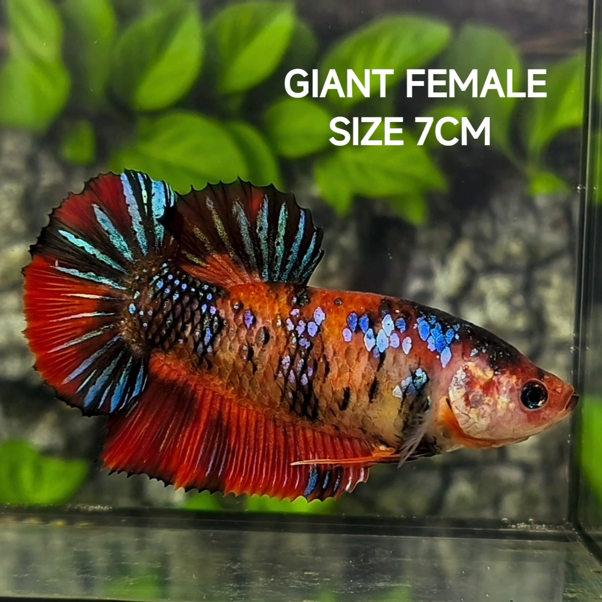 Koi Metalic Tiger JUMBO GIANT HMPK Betta Fish Female
