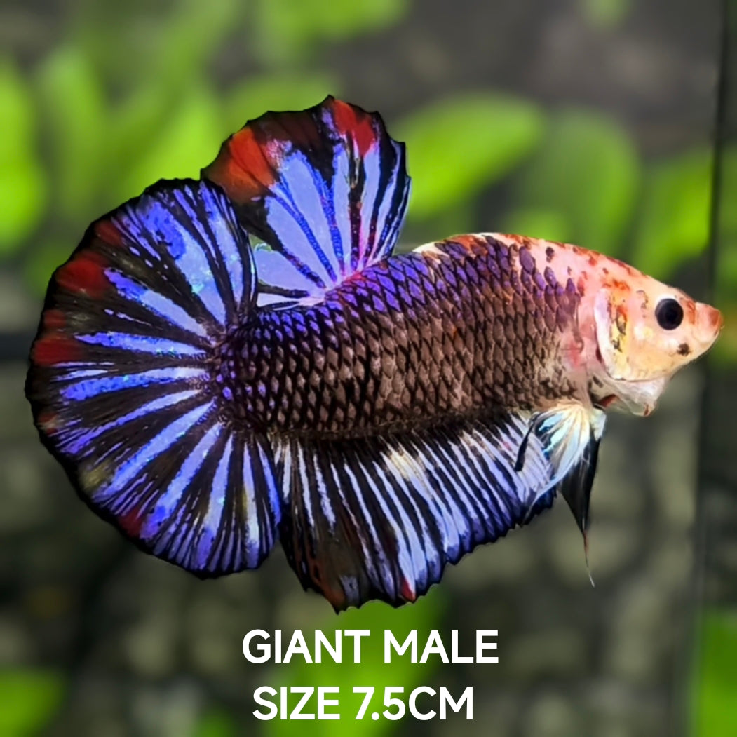 Fancy Startail JUMBO GIANT HMPK Betta Fish Male