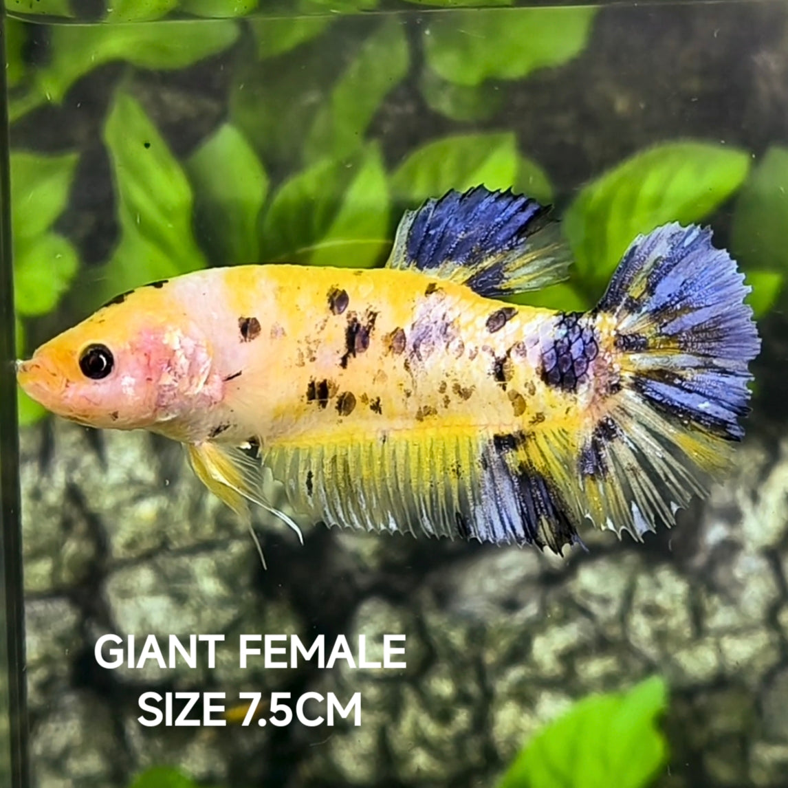 Yellow Koi Tiger JUMBO GIANT HMPK Betta Fish Female