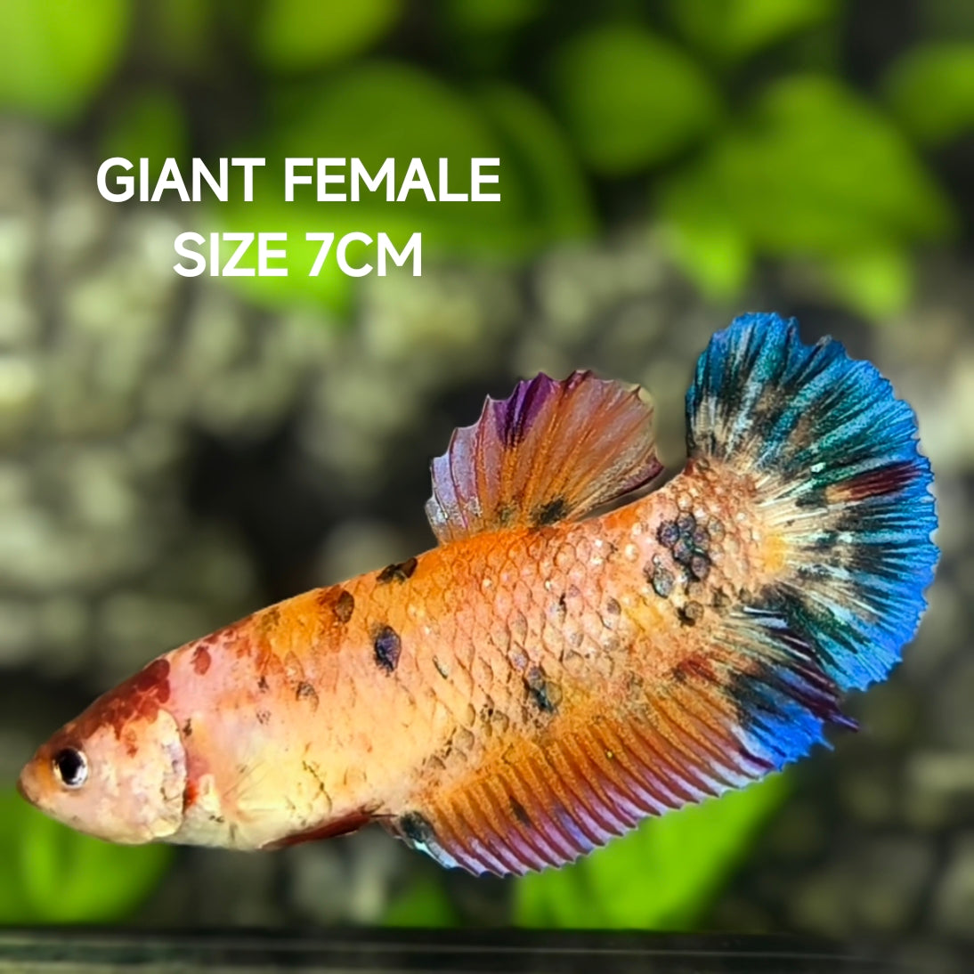 Orange Koi Metalic JUMBO GIANT HMPK Betta Fish Female