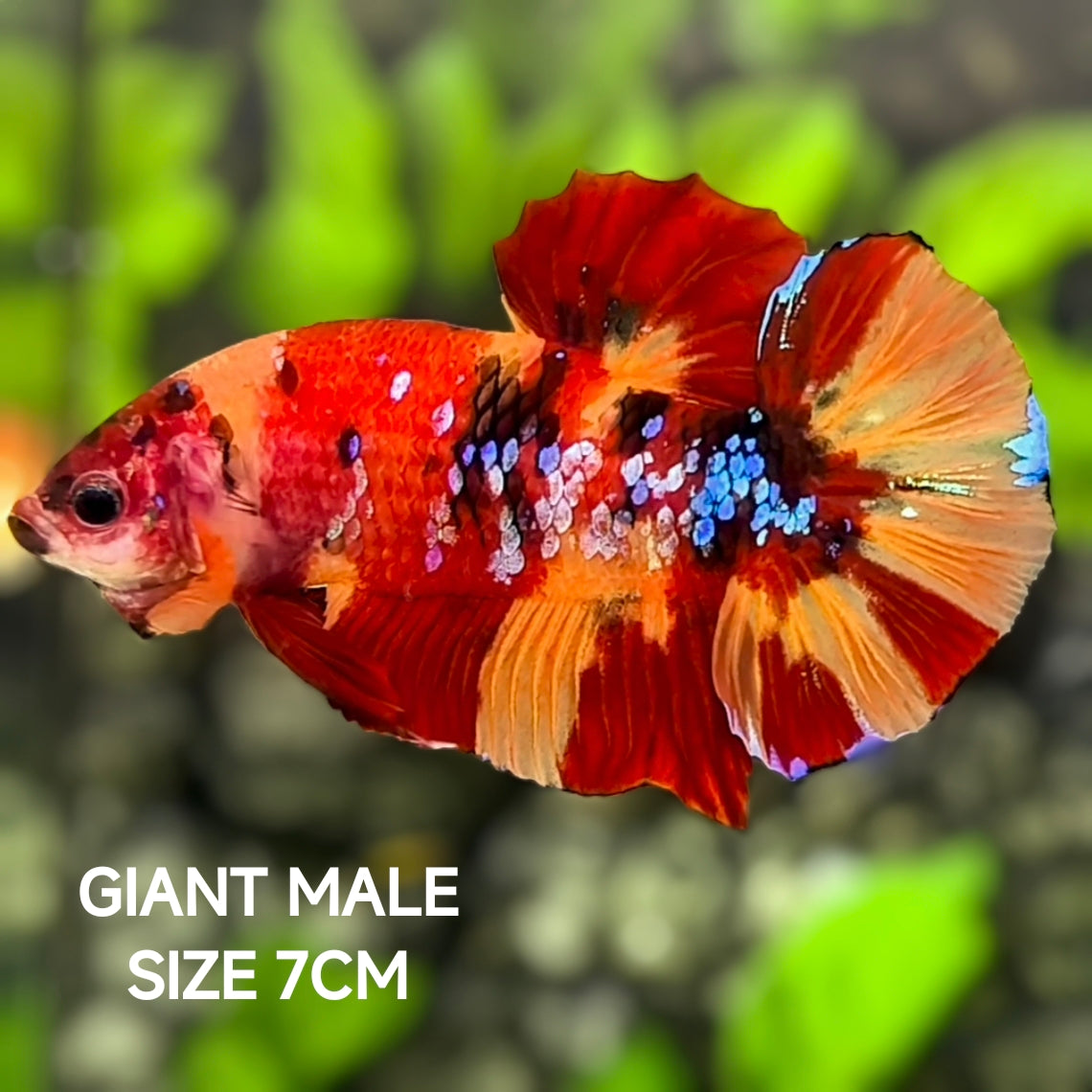 Koi Nemo Leopard Galaxy JUMBO GIANT HMPK Betta Fish Male