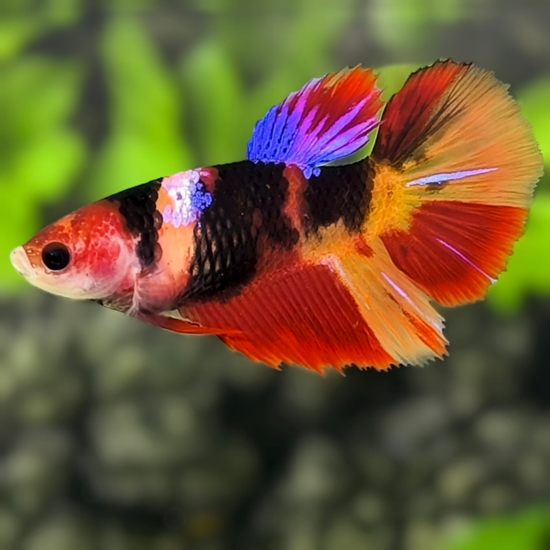 Multicolor Black Koi Galaxy Halfmoon Betta Fish Female For Sorority / Breed