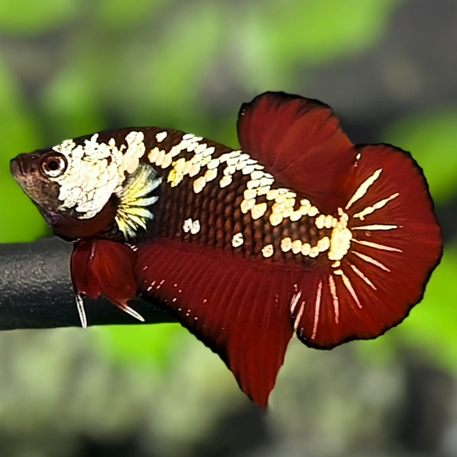 Red Mamba HMPK Betta Fish Male – Zaga Farm